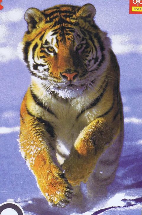 Snow Tiger - 500 brikker (1)